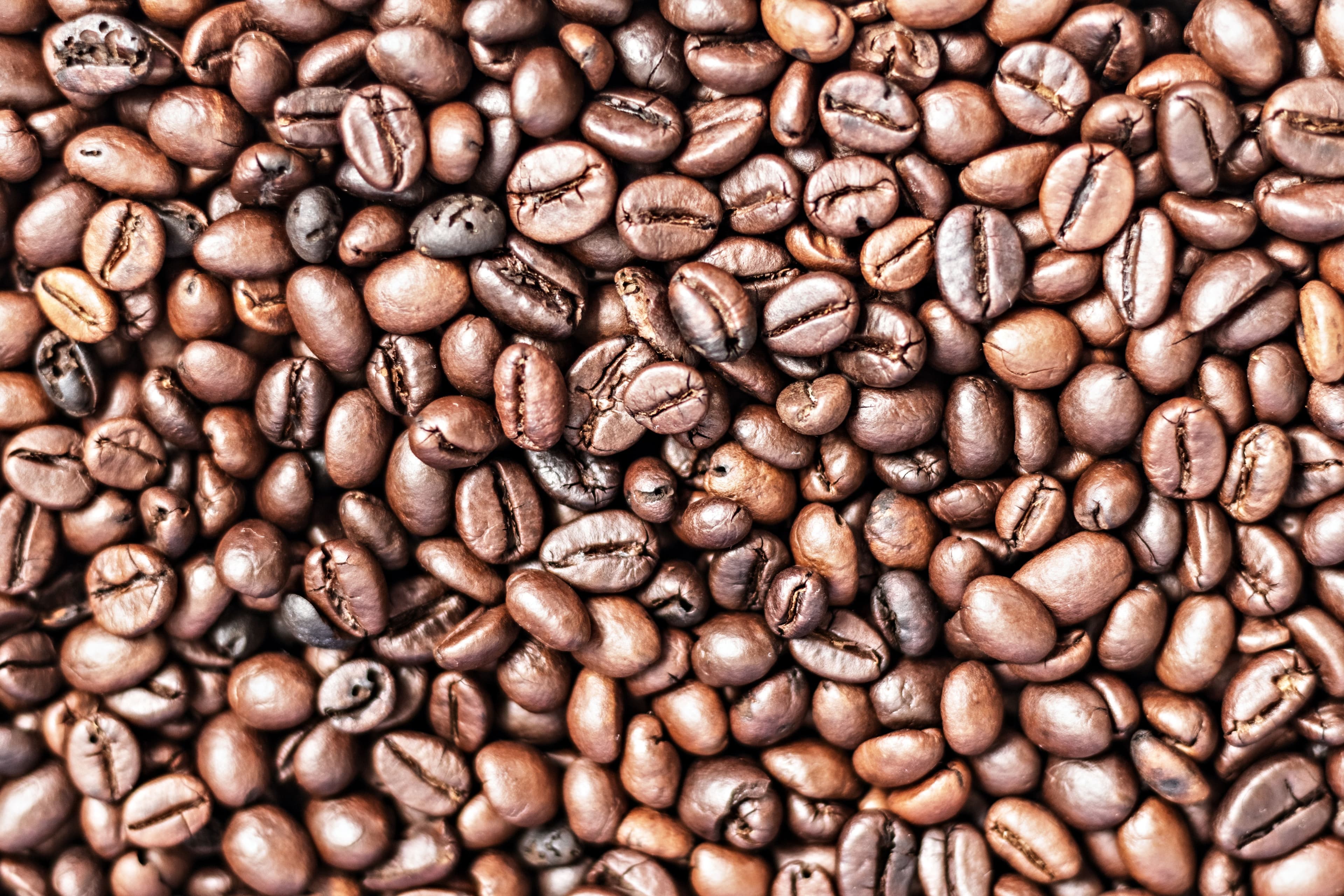 Gayo Arabica Coffee Beans