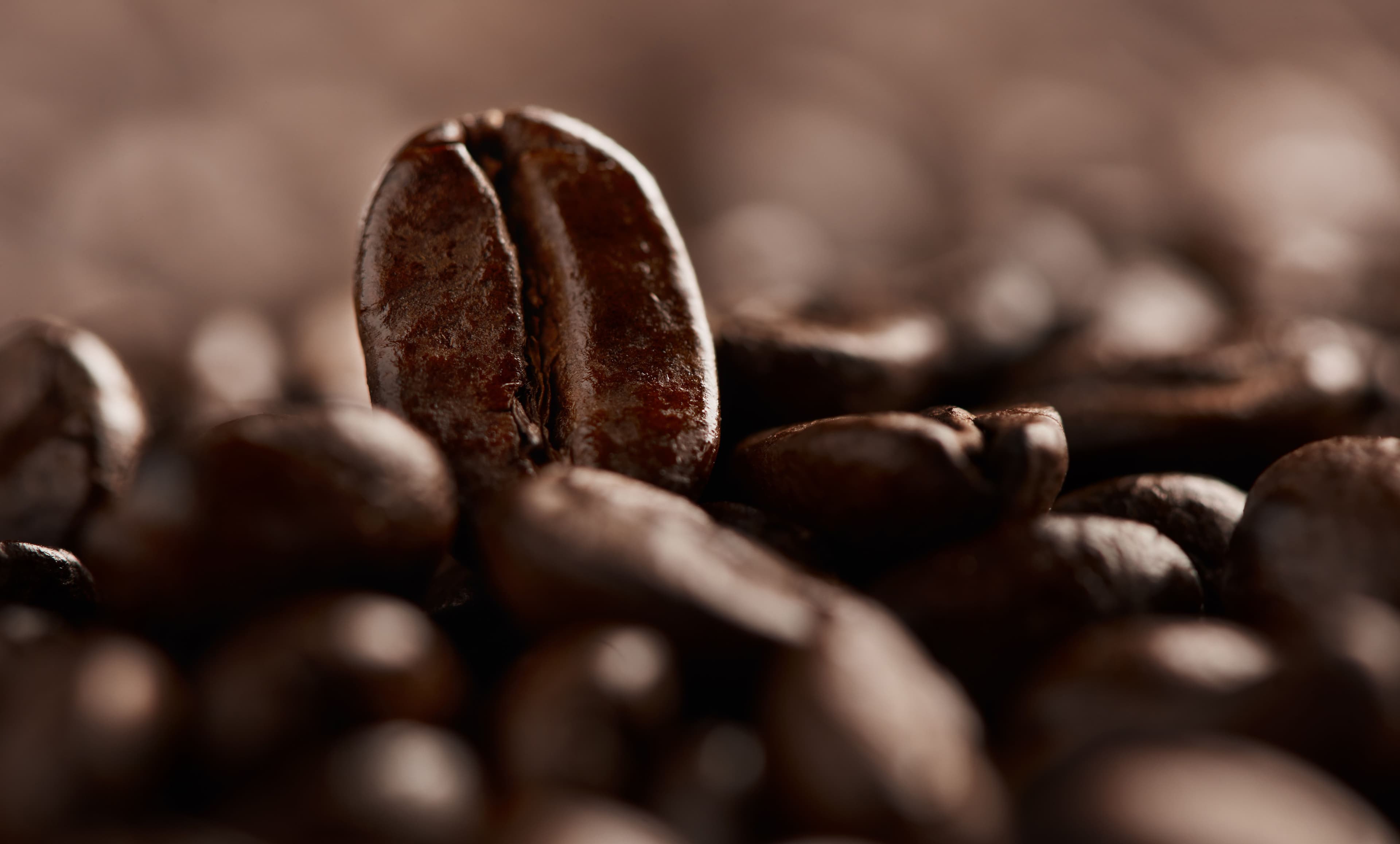 Gayo Arabica Coffee Beans